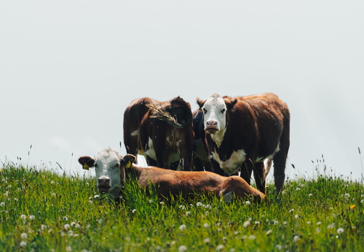 CATTB CA StKarins DSC09633 hires