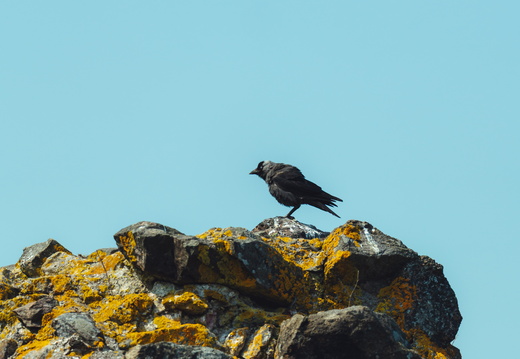 CATTB CA StKarins DSC09586 hires