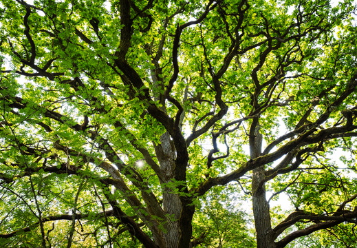 CATTB CA StKarins CAP09845 hires