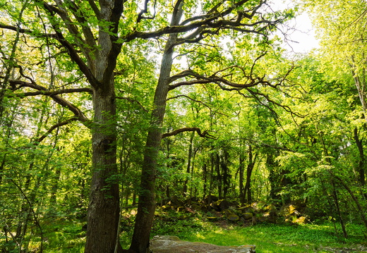 CATTB CA StKarins CAP09844 hires