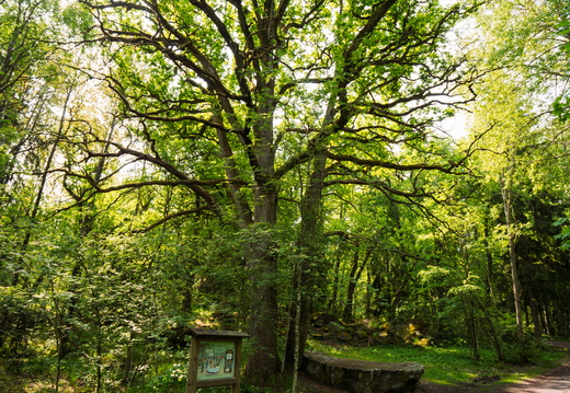 CATTB CA StKarins CAP09842 hires