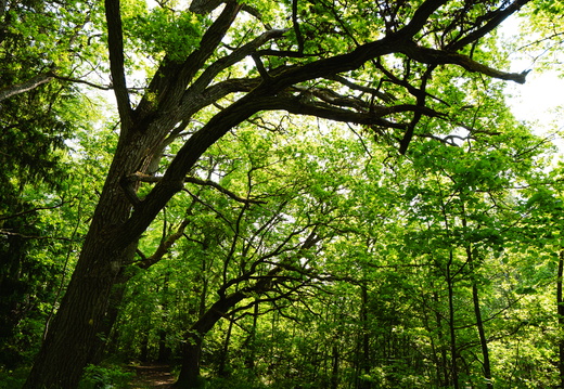 CATTB CA StKarins CAP09818 hires