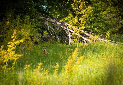 CATTB CA StKarins DSC09539 hires