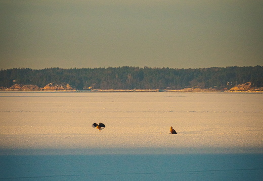 CATTB CA Vintertransport DSC02745 hires