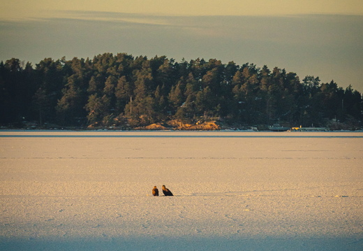 CATTB CA Vintertransport DSC02737 hires