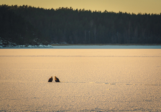 CATTB CA Vintertransport DSC02731 hires