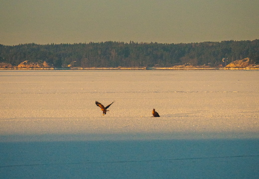 CATTB CA Vintertransport DSC02743 hires